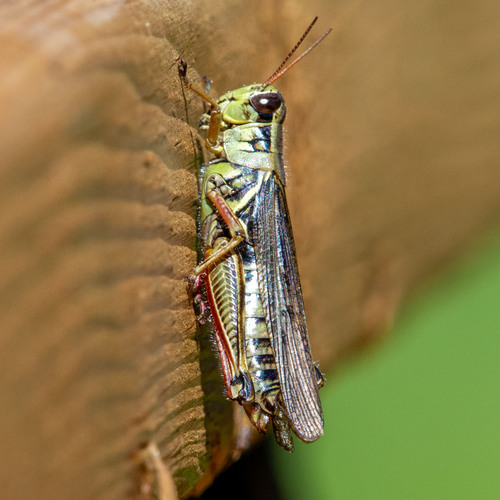 Red-legged Grasshopper
