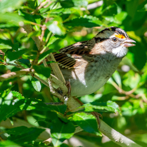 White-throated Sparrow