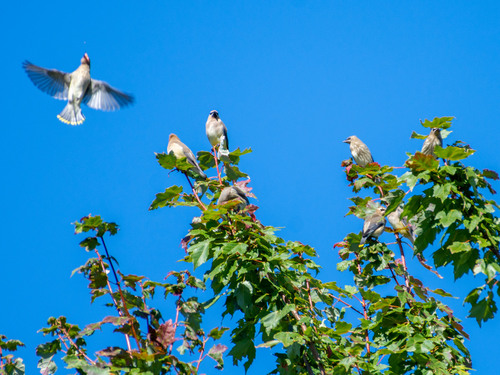 Cedar Waxwing