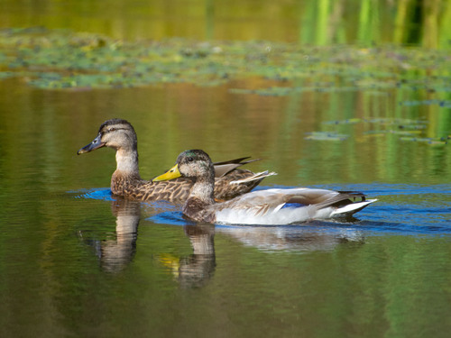 Mallard
