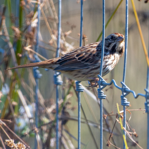 Song Sparrow
