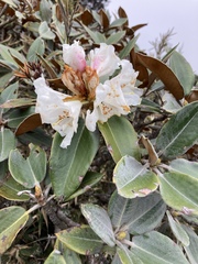 Rhododendron hyperythrum
