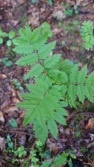 Sorbus aucuparia
