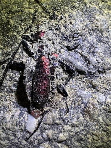 Carabus smaragdinus