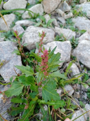 red pigweed