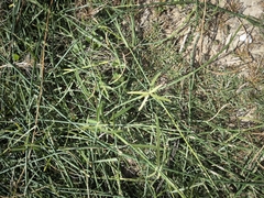 Funastrum clausum