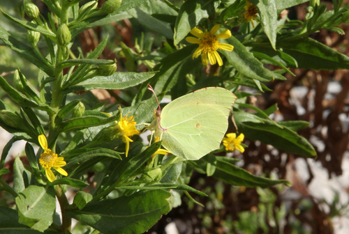 Cleopatra Butterfly