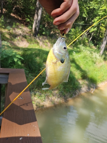 Bluegill