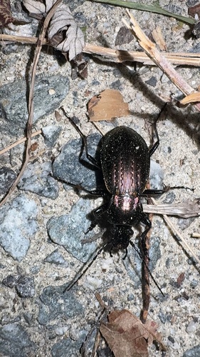 Carabus sternbergi