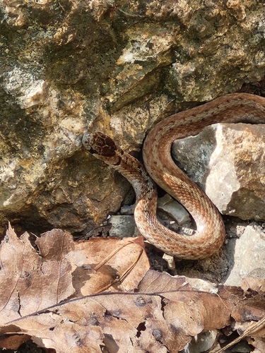 DeKay's Brownsnake