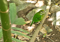 Ailuroedus maculosus