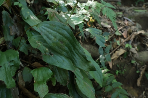 Cheiropleuria bicuspis observed 2026-09-19