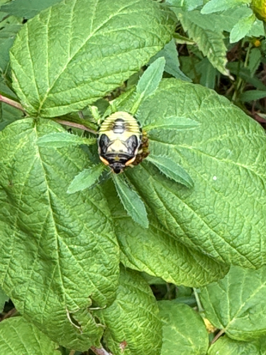 Green Stink Bug