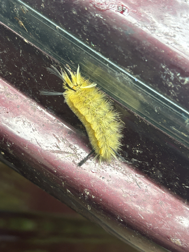 Banded Tussock Moth