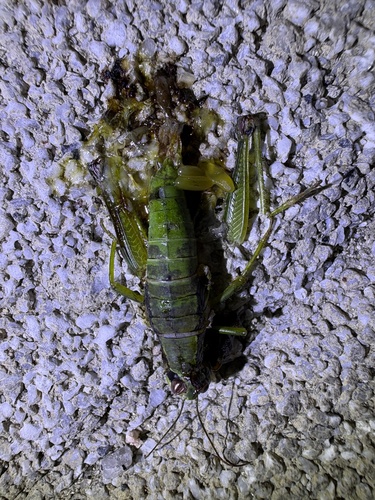 Zubovskya koreana