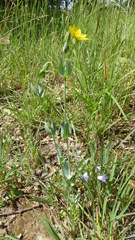 Blackstonia acuminata