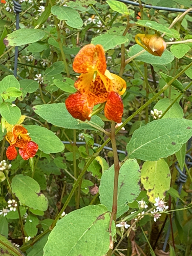 common jewelweed