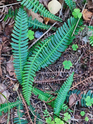 deer fern