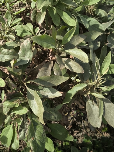 Pluchea carolinensis, photograph 2