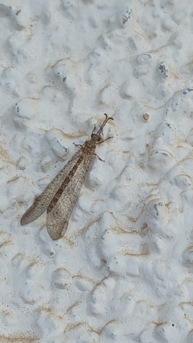 Distoleon annulatus