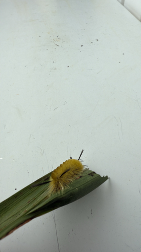 Banded Tussock Moth
