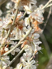 Eriogonum niveum, photograph author not stated, no rights reserved