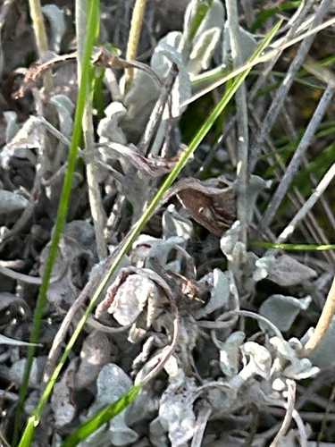 Eriogonum niveum, photograph 5