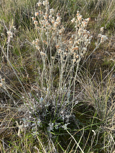 Eriogonum niveum, photograph 3
