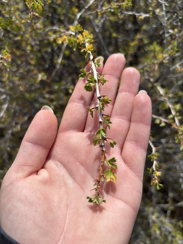 Ribes leptanthum, photograph 1