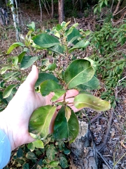 Lophostemon suaveolens