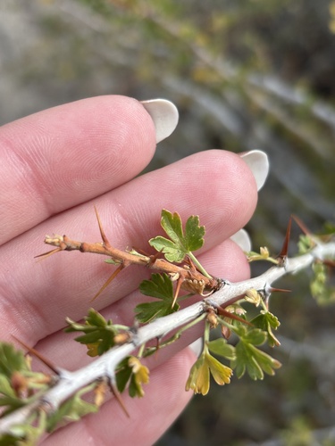 Ribes leptanthum, photograph 2