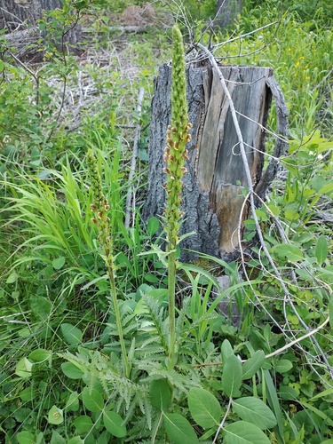 Pedicularis bracteosa, photograph 2