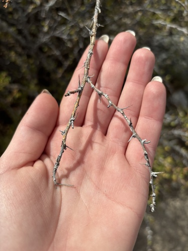 Ribes leptanthum, photograph 3