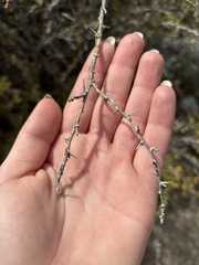 (c) Sara Niemuth, some rights reserved (CC BY) Ribes leptanthum, photograph (c) Sara Niemuth, some rights reserved (CC BY)