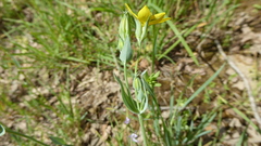 Blackstonia acuminata