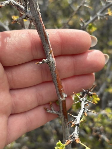 Ribes leptanthum, photograph 4