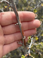 (c) Sara Niemuth, some rights reserved (CC BY) Ribes leptanthum, photograph (c) Sara Niemuth, some rights reserved (CC BY)