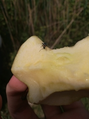 Oedemera croceicollis