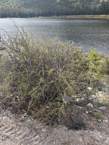 Ribes leptanthum, photograph 5