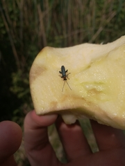 Oedemera croceicollis