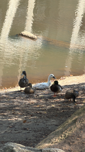 Domestic Mallard