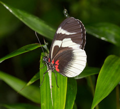 Heliconius eleuchia