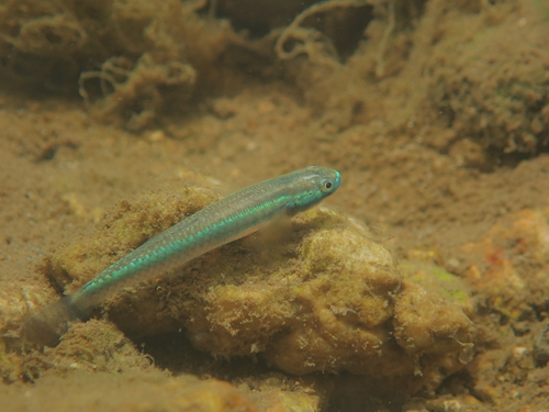 Stiphodon semoni