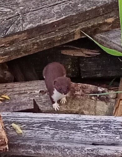 Least Weasel