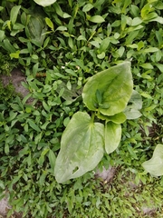 Plantago major