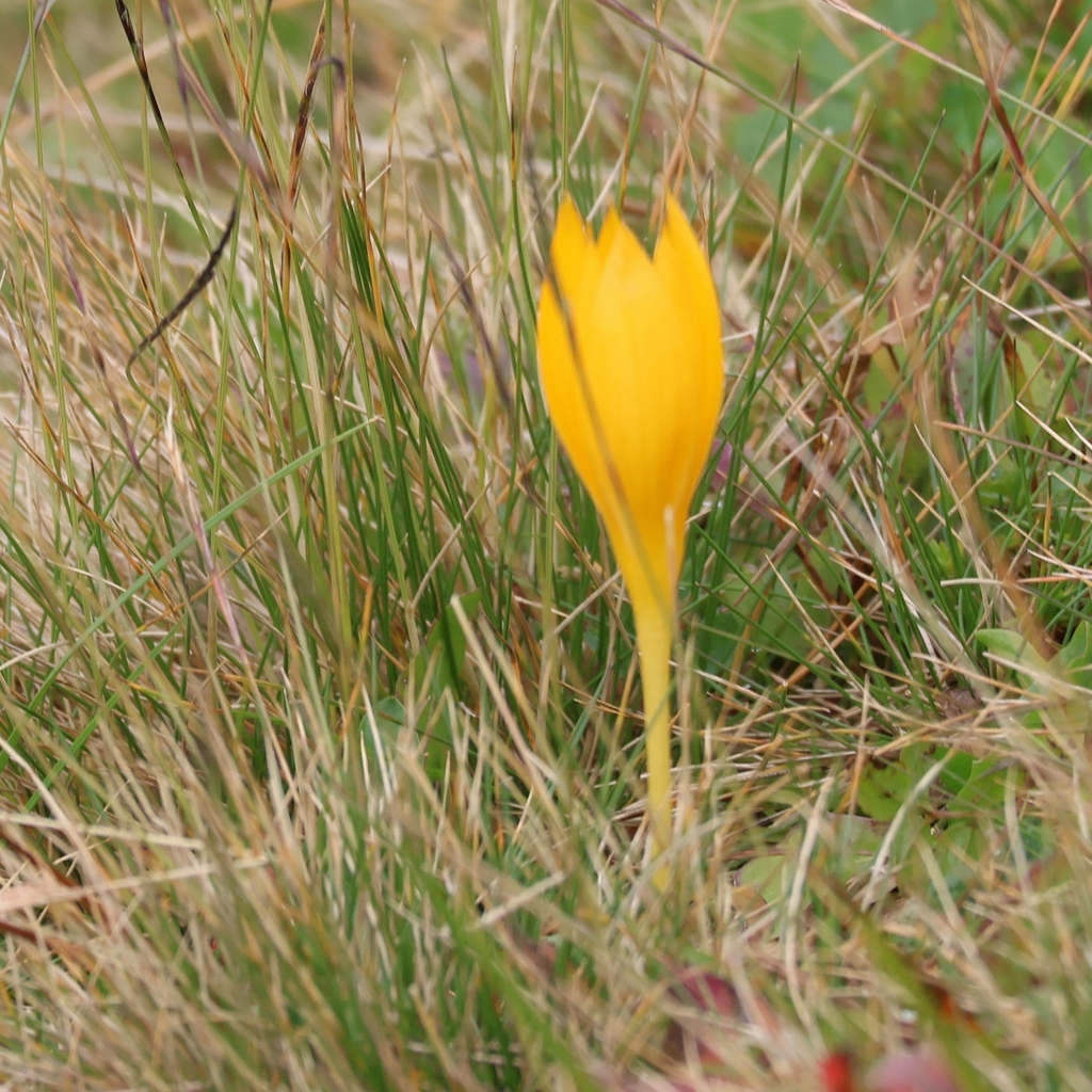 Crocus scharojanii; photograph (c) Fedotova Elena, some rights reserved (CC BY)