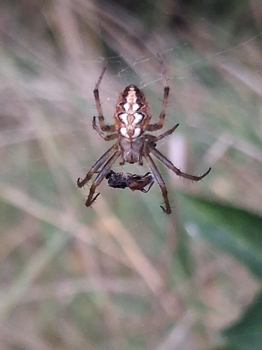 Bordered Orbweaver
