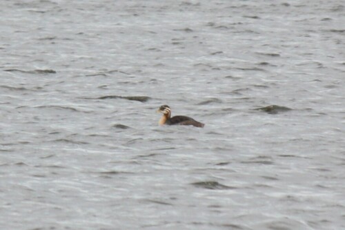 Red-necked Grebe