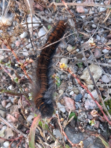 Fox Moth