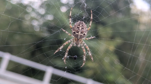 Cross Orbweaver